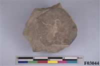 藏品(顏氏厚盾海膽)的圖片